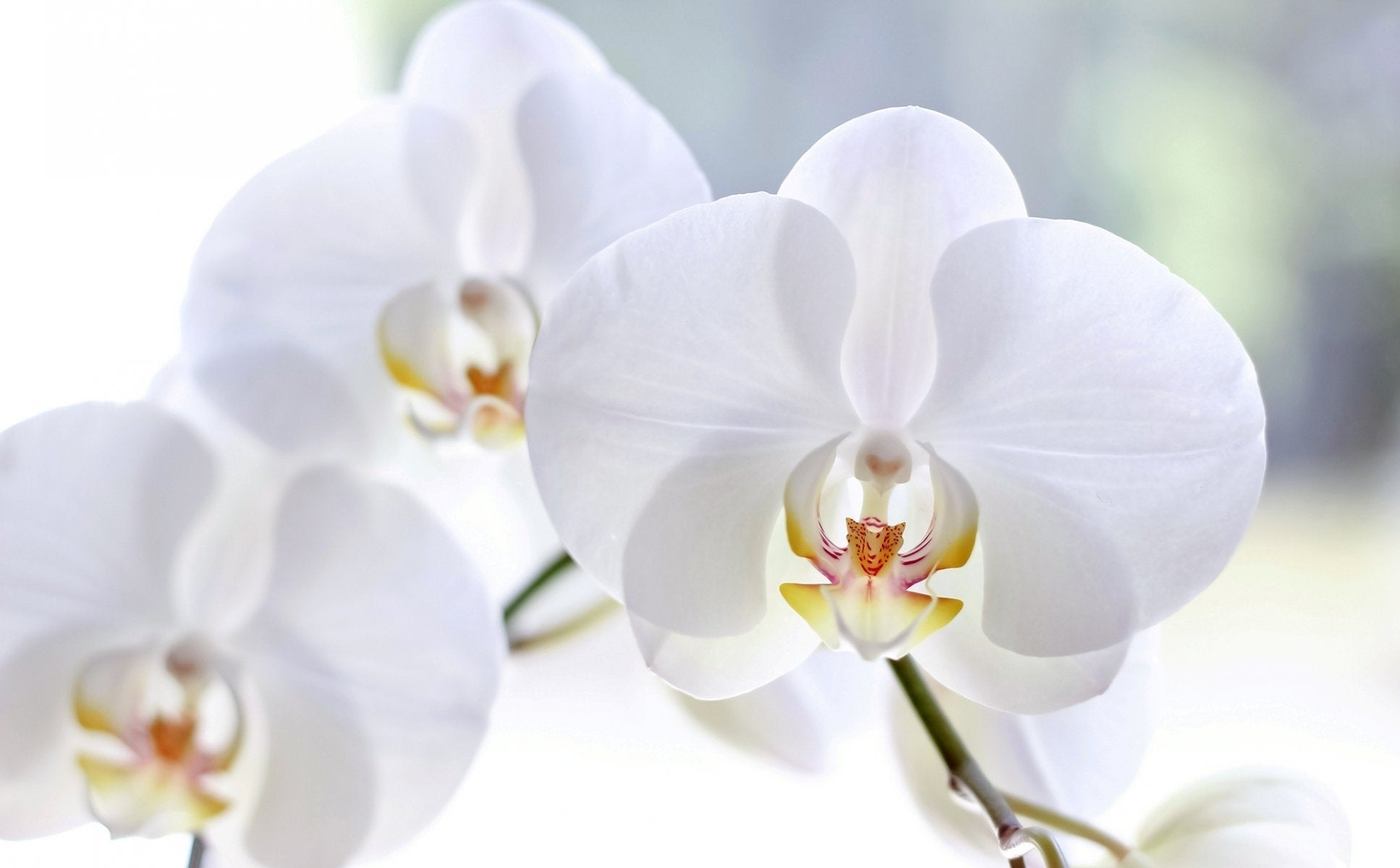 Orchid (Add-On)