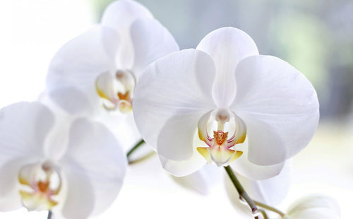 Orchid (Add-On)