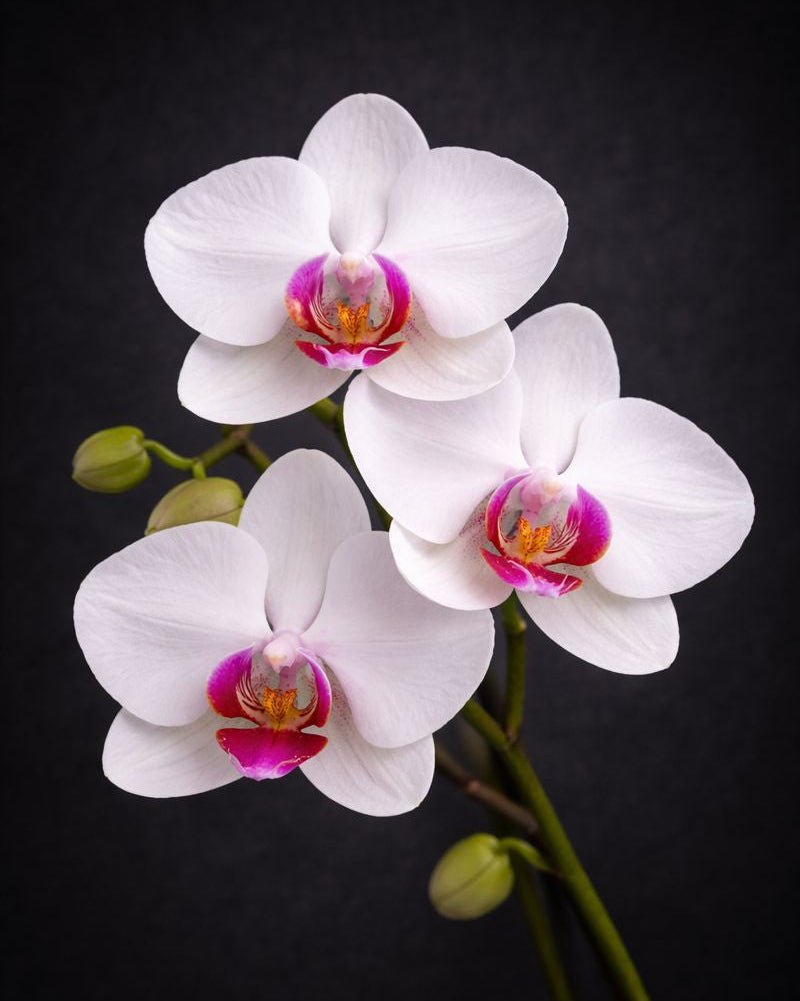 Orchid Stem (Add-On)