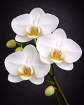 Orchid Stem (Add-On)