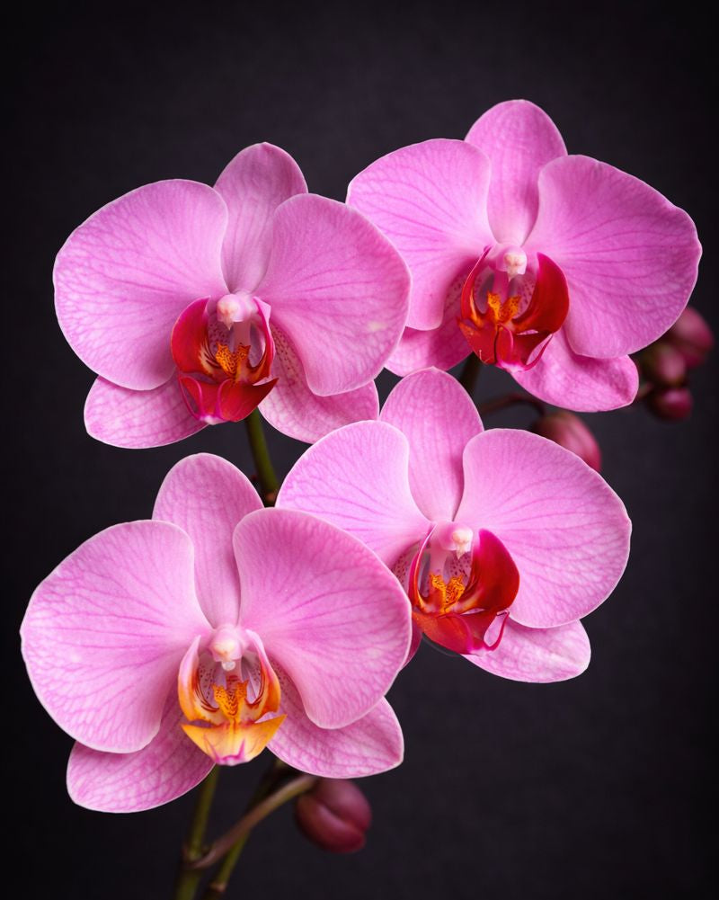 Orchid Stem (Add-On)