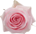 Roses by the Stem - Wrapped Bouquet - Custom / Internal