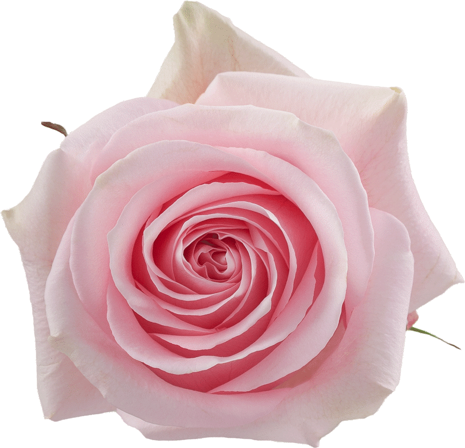 Roses by the Stem - Wrapped Bouquet - Custom / Internal