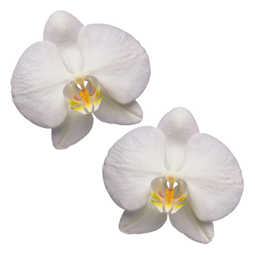 Orchid (Add-On)